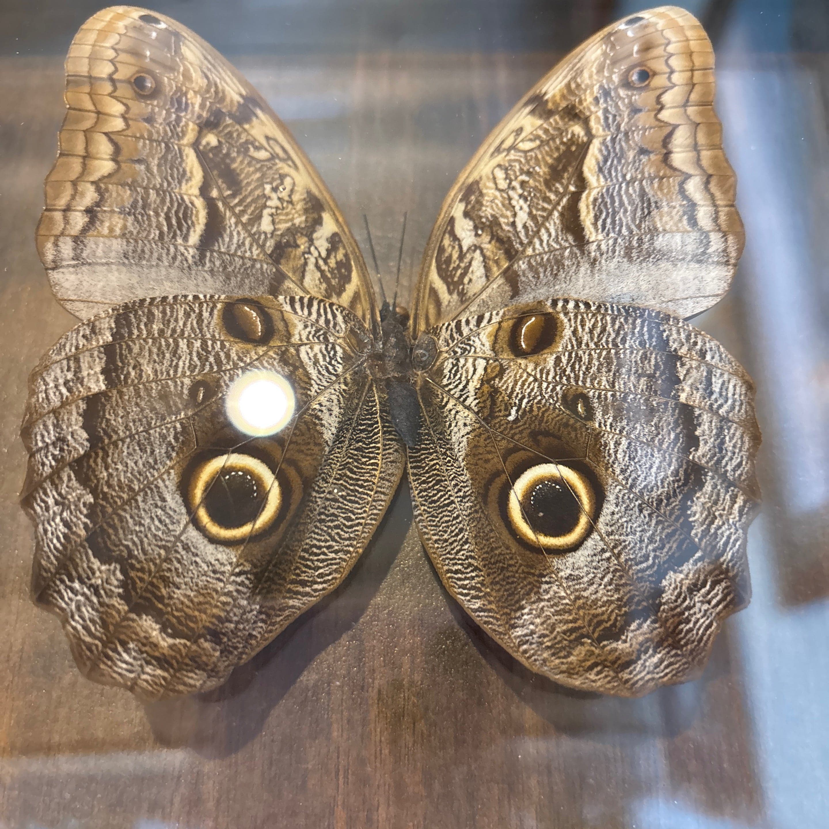 OWL BUTTERFLY